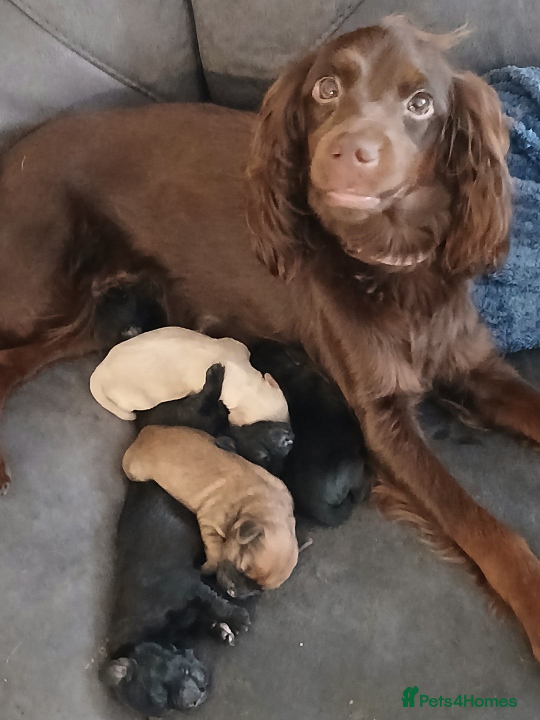 Mixed Breed dogs for sale: 2 pups left  - Advert 1