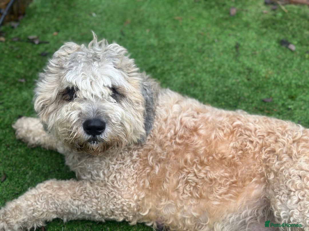 Mixed Breed dogs for sale: F1 SAINTBERNADOODLE GIRL - Advert 2
