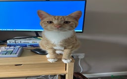 Domestic Shorthair cats for sale: Affectionate ginger tom cat needs a home - Image 3