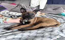 Belgian Shepherd Dog dogs for sale: belgian malinois  - Advert 4