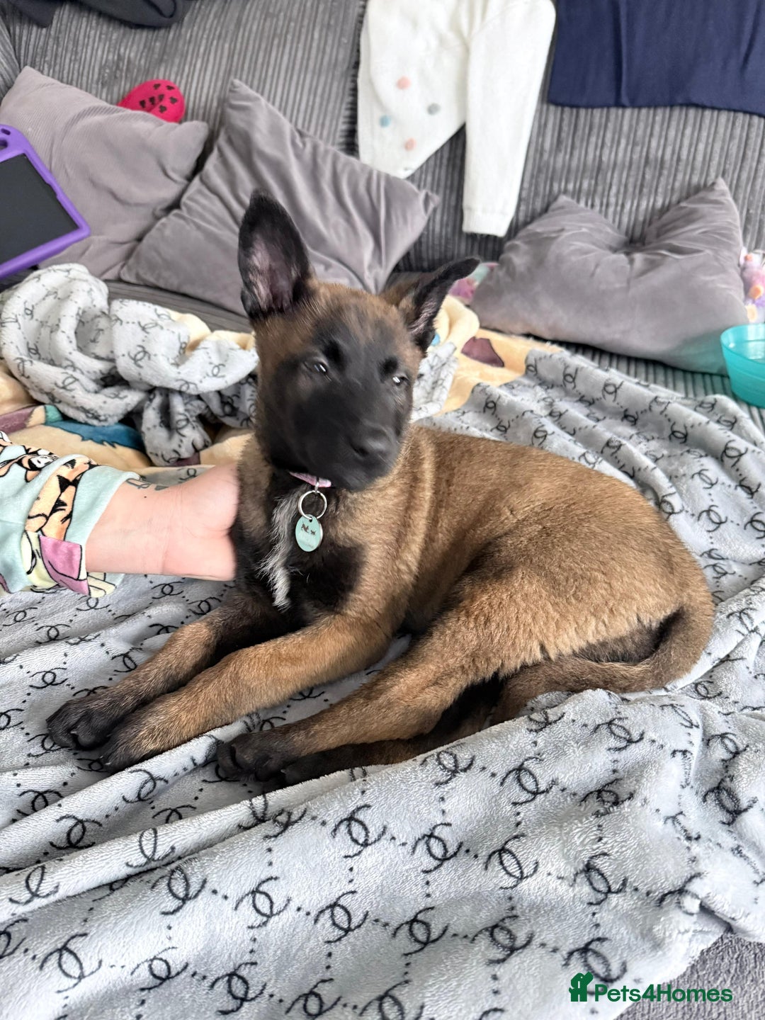 Belgian Shepherd Dog dogs for sale: belgian malinois  - Advert 4