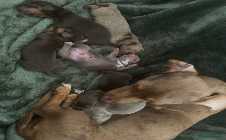 Miniature Dachshund dogs - Advert 3