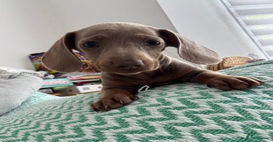 Miniature Dachshund dogs - Advert 14