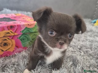 Chihuahua dogs - Advert 14