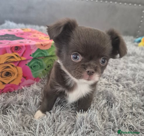 Chihuahua dogs - Advert 14