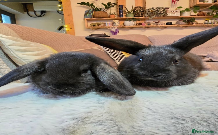 Mixed Breed rabbits - Advert 11