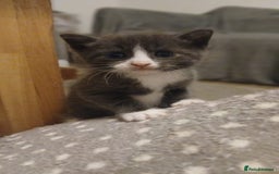 Bengal cats for sale: British shorthair kittens  - Image 2