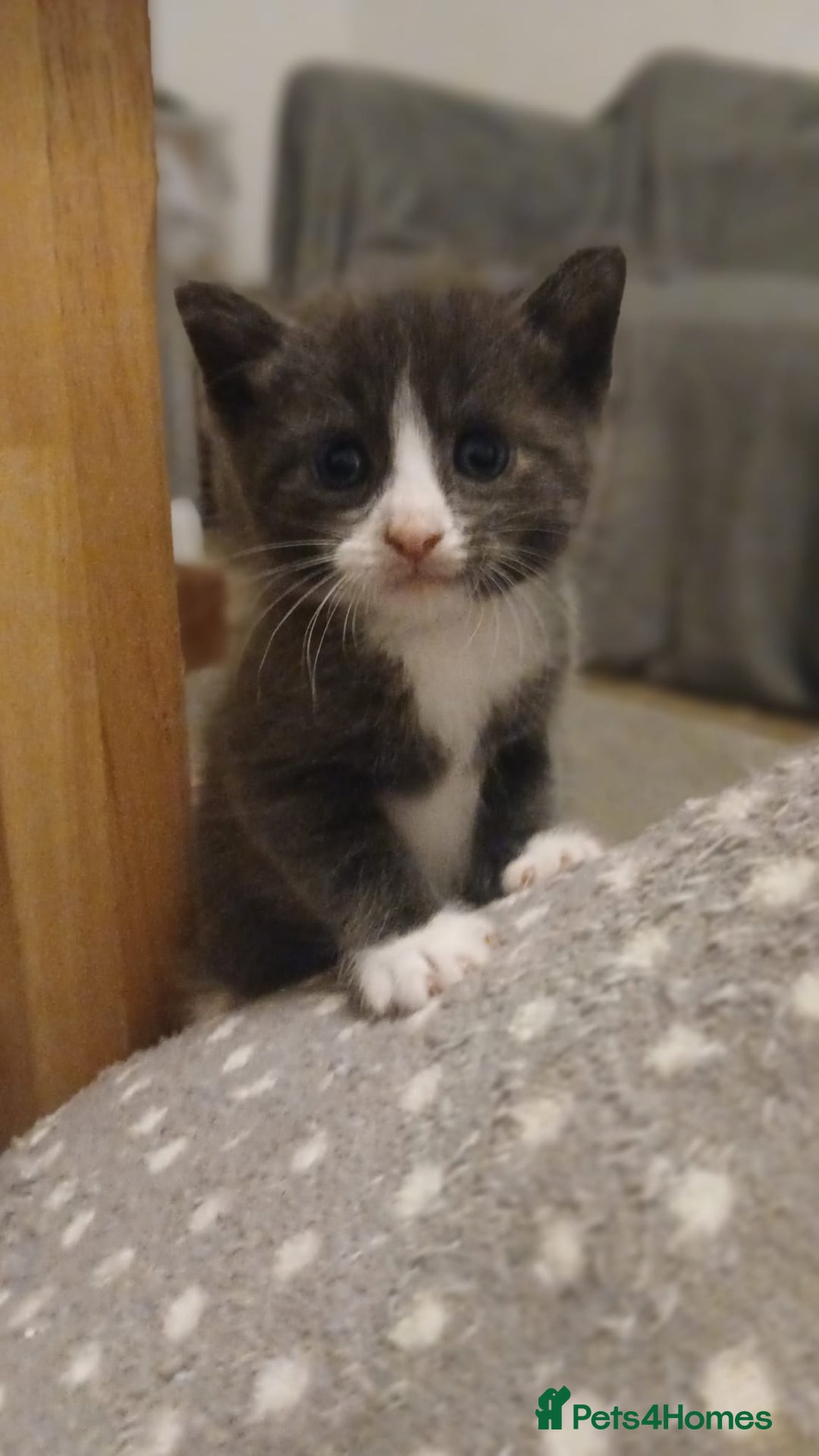 Bengal cats for sale: British shorthair kittens  - Image 2