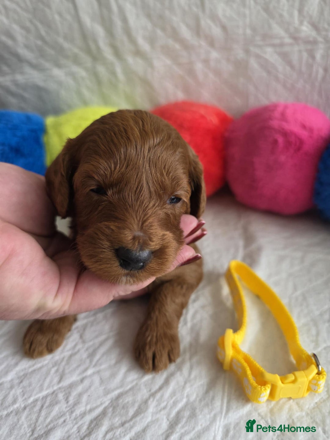 Mini Goldendoodle dogs for sale: 👑Superb Rare Toy/Mini Deepest Red Goldendoodles👑 - Image 12