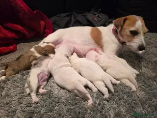 Jack Russell dogs Miniature Jack Russell Babies - Advert 1