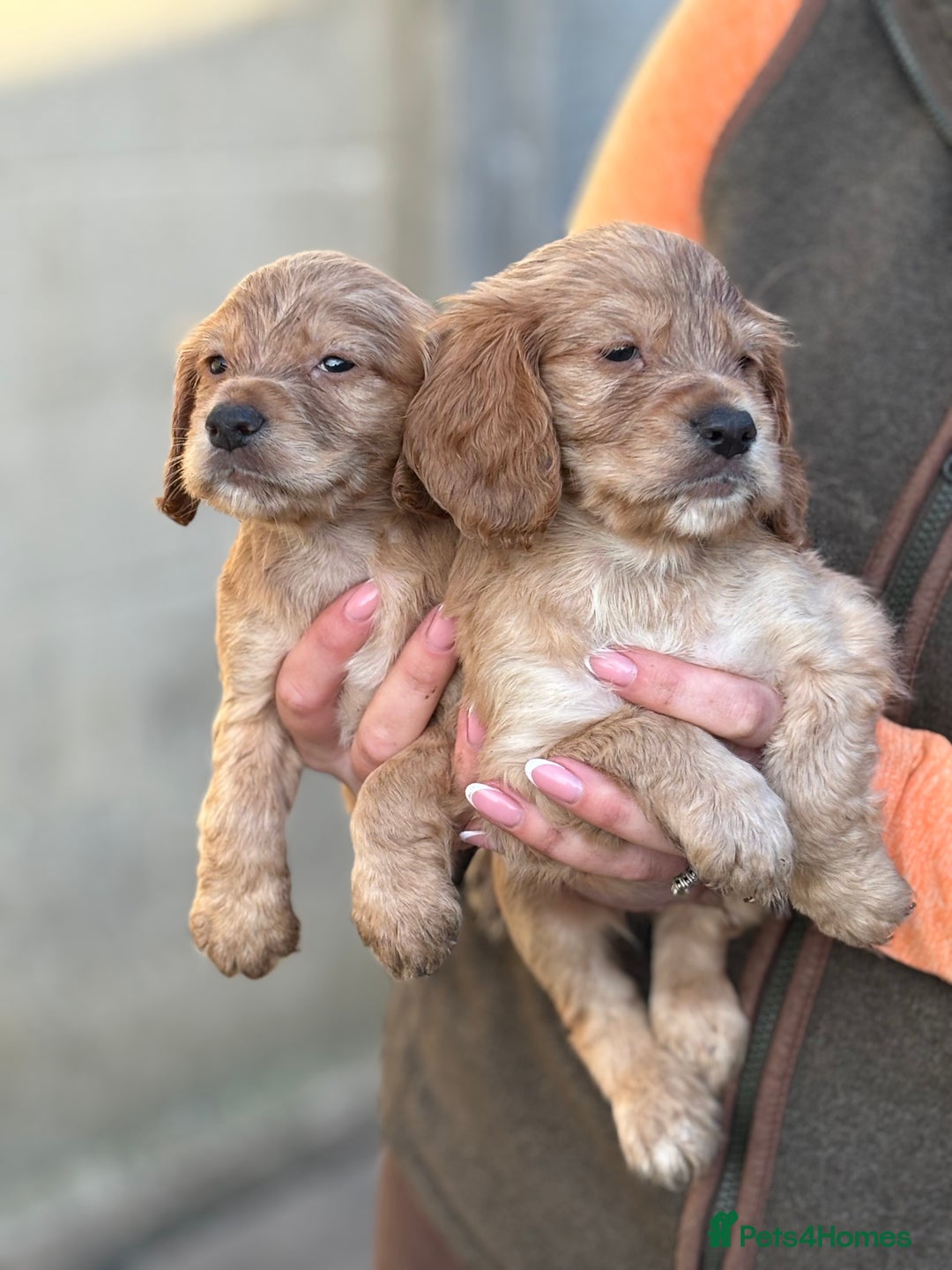 Cocker Spaniel dogs for sale: Kc reg Golden working cocker spaniel puppies  - Advert 7