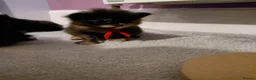 Maine Coon cats for sale: Beautiful 1st litter of maine coon kittens - Advert 3