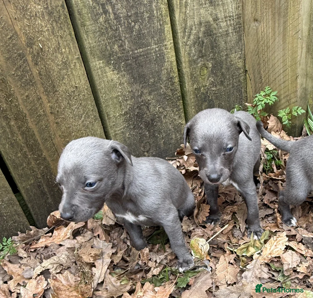 Whippet dogs for sale: Small Blue Whippets  - Advert 1