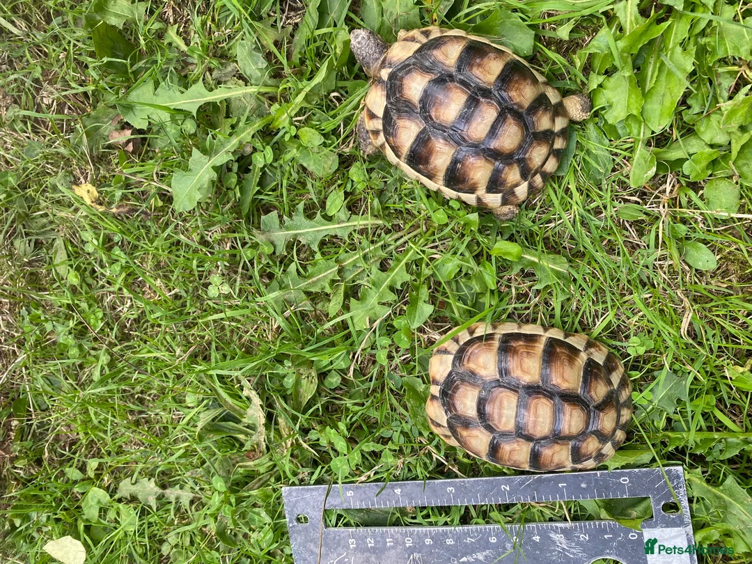 Tortoise reptiles for sale: Marginated Tortoises for sale - Advert 2