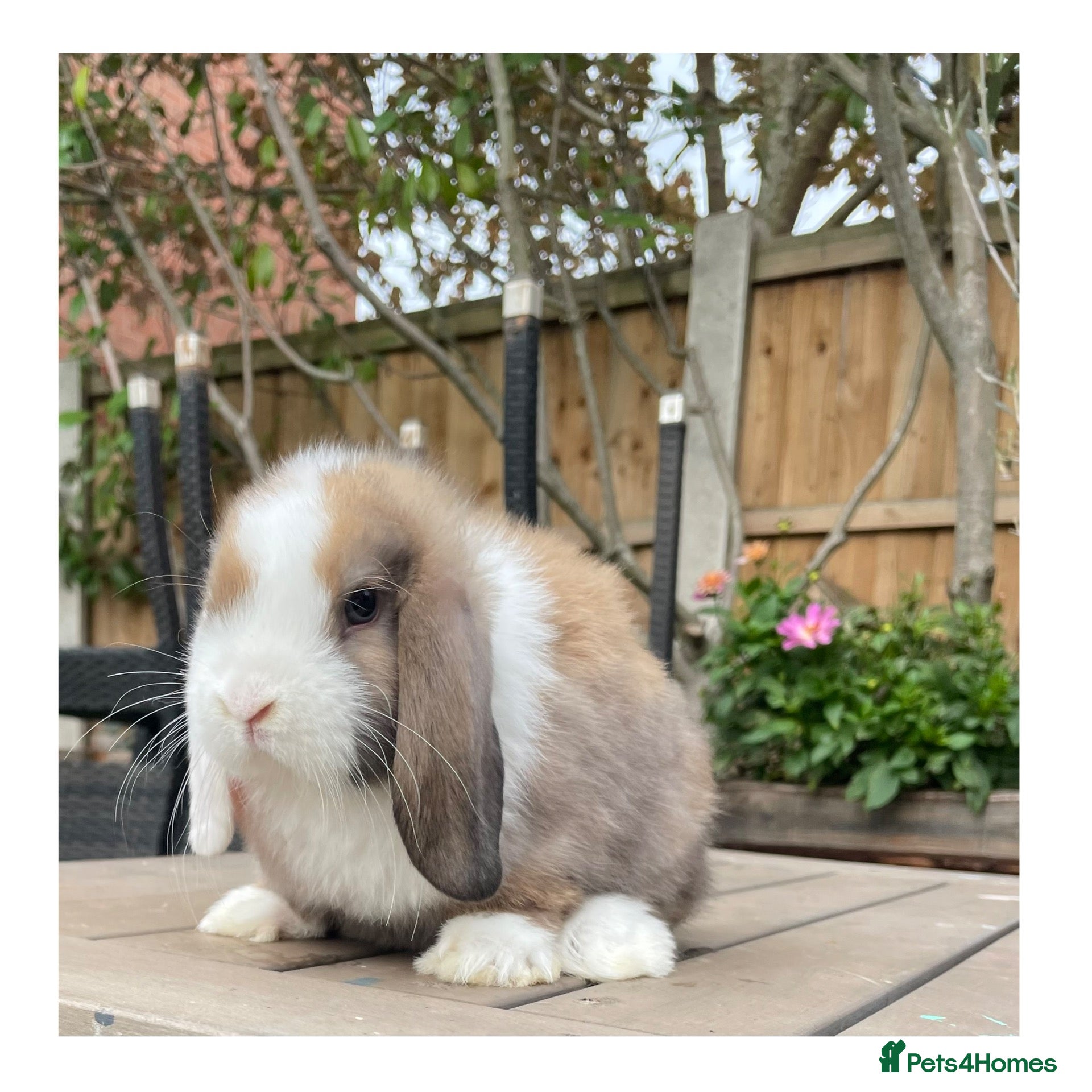 Mini Lop rabbits Beautiful mini lops  - Advert 2