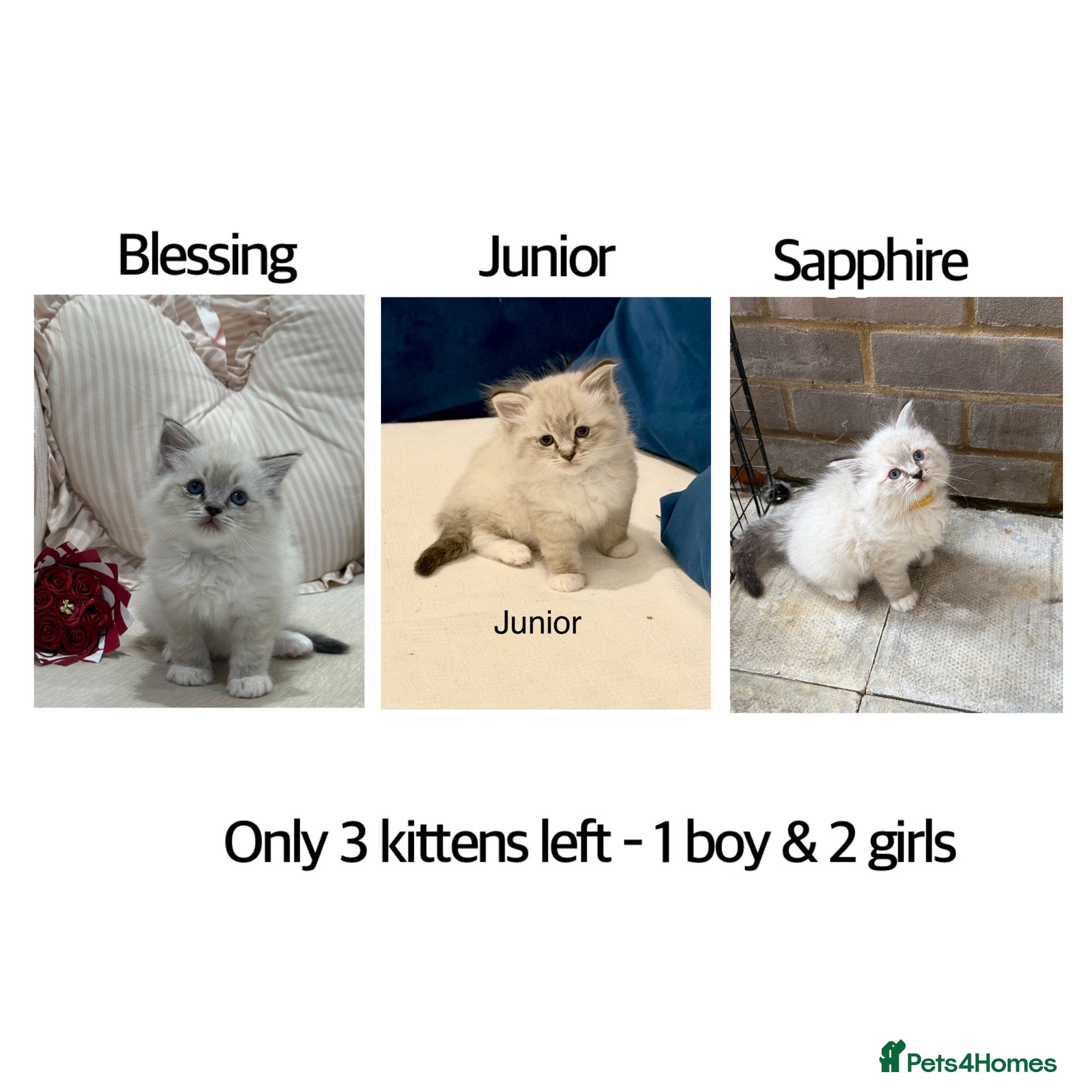 Ragdoll cats for sale: Adorable litter of Ragdoll kittens - Advert 8