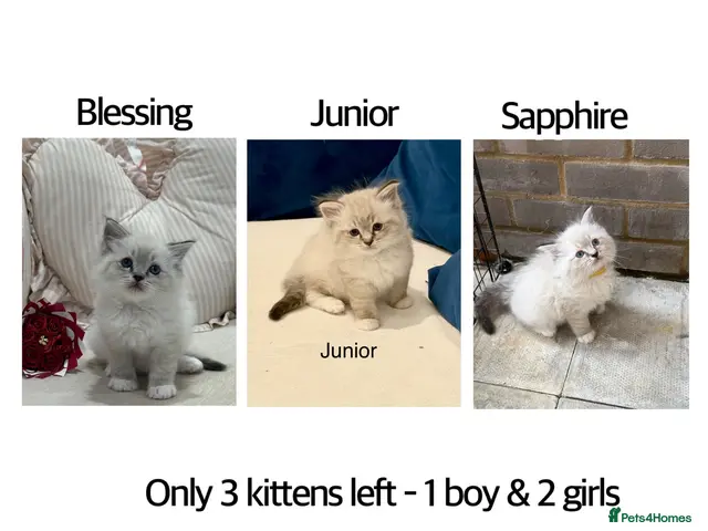 Ragdoll cats for sale: Adorable litter of Ragdoll kittens - Advert 8