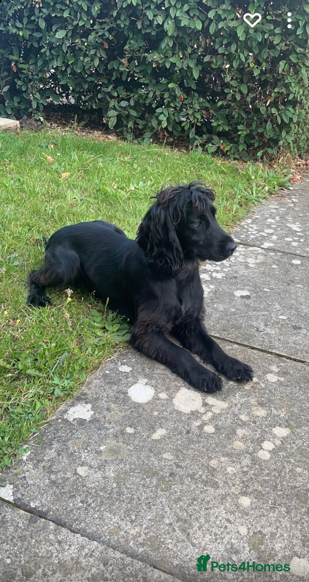 Cocker Spaniel dogs for sale: Cocker spaniel puppies  - Image 4