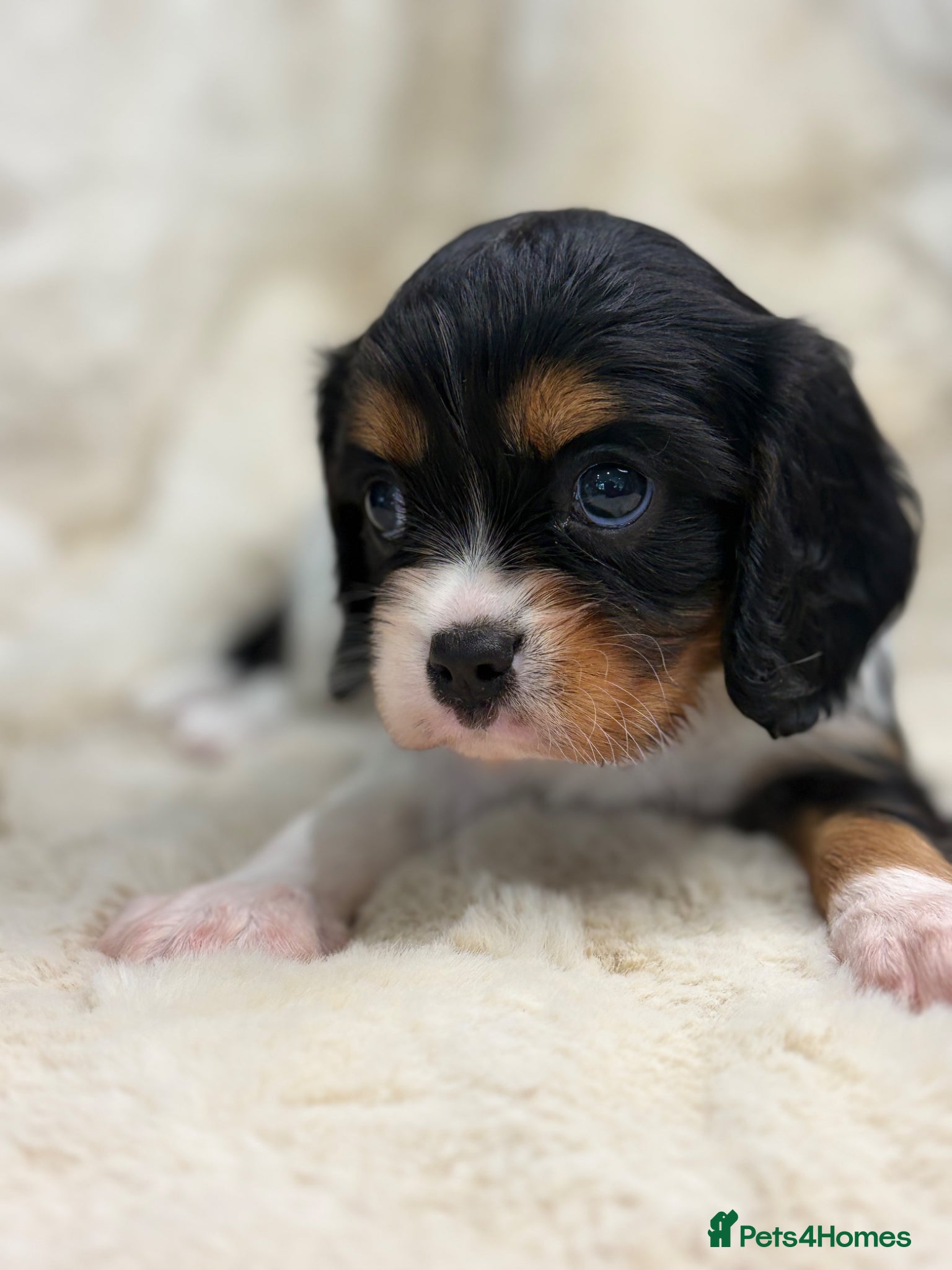 Cavalier King Charles Spaniel Puppy 3