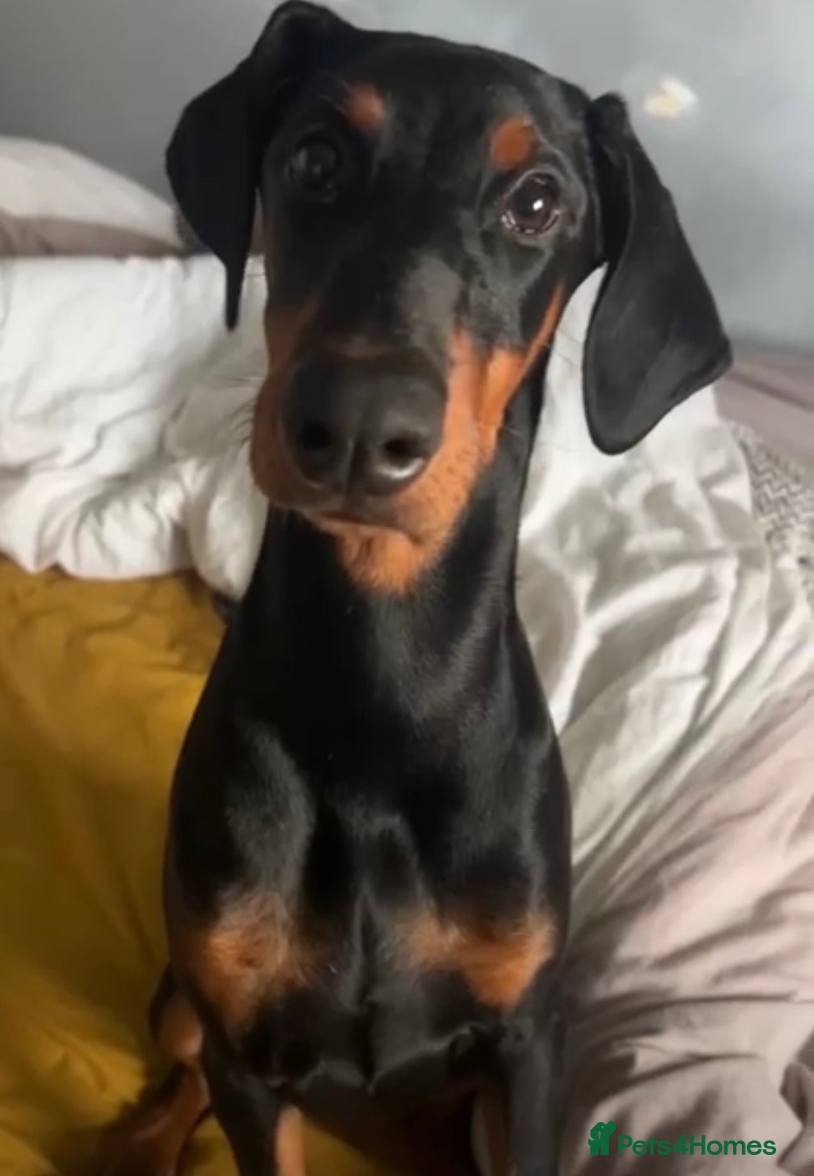 Dobermann dogs Last puppy - Advert 1