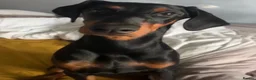 Dobermann dogs for sale: Last puppy - Advert 1