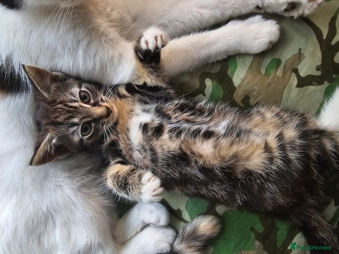 Munchkin cats for sale: Cute addorable kitten ready to leave immediately  in London - Image 6