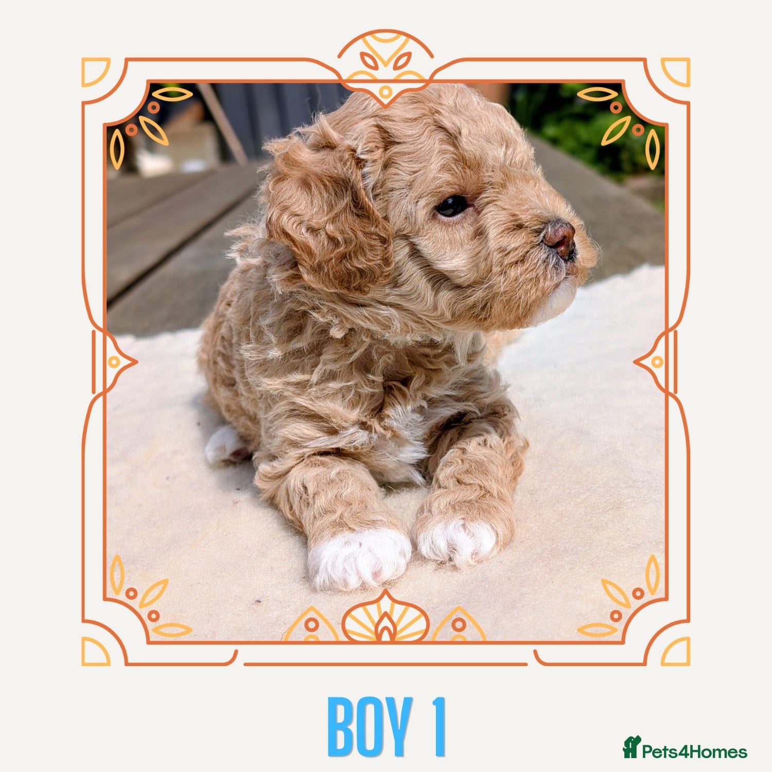 Maltipoo dogs [1 Girl Remaining] F1B Maltipoo Puppies  - Advert 2