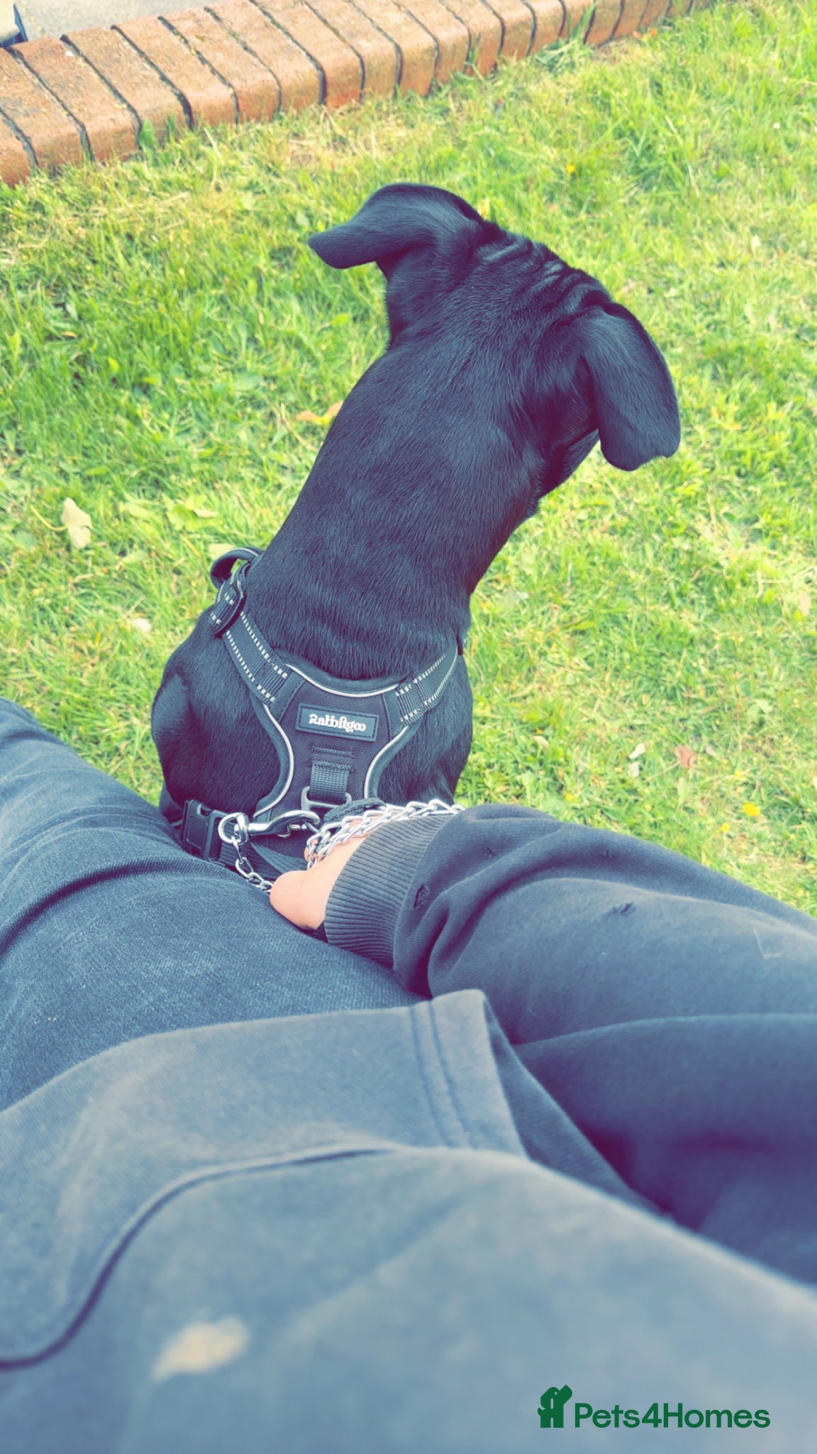 Mixed Breed dogs for sale: Rocky  in Mansfield - Advert 4