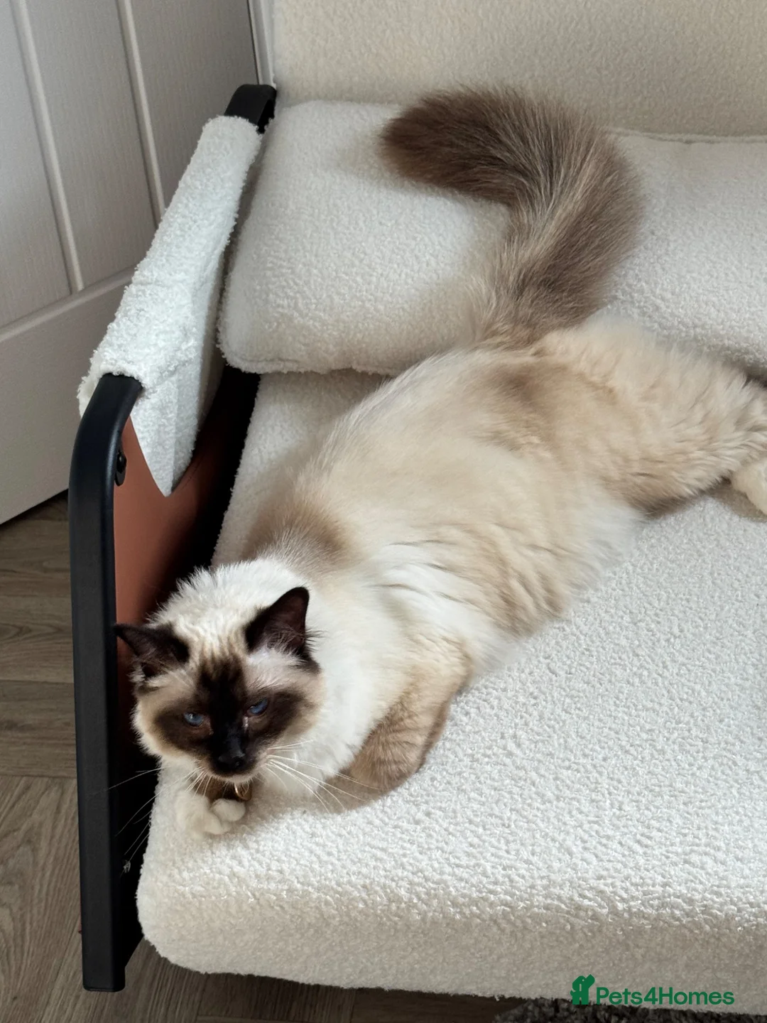 Birman cats for sale: Birman cat - Advert 4