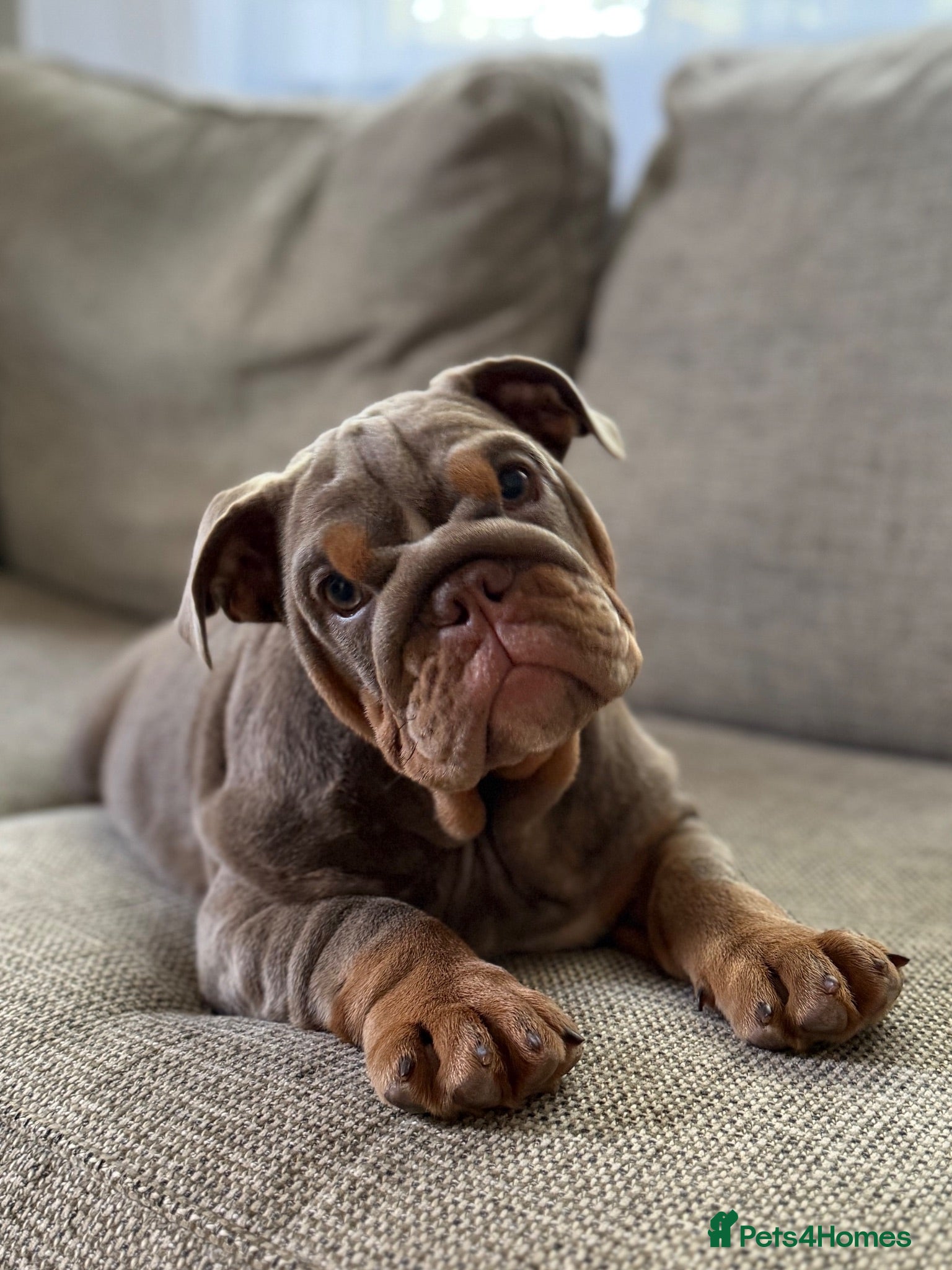 English Bulldog dogs Last Gorgeous KC English Bulldog Puppy🐶 - Advert 1