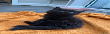 Long haired black female 