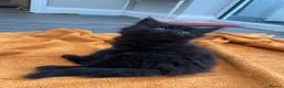 Mixed Breed cats for sale: Very friendly beautiful longhaired main coon cross - Advert 2