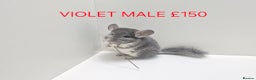 Chinchilla rodents for sale: STUNNING BABIES CHINCHILLA MIX COLOURS AND GENDER  - Advert 6