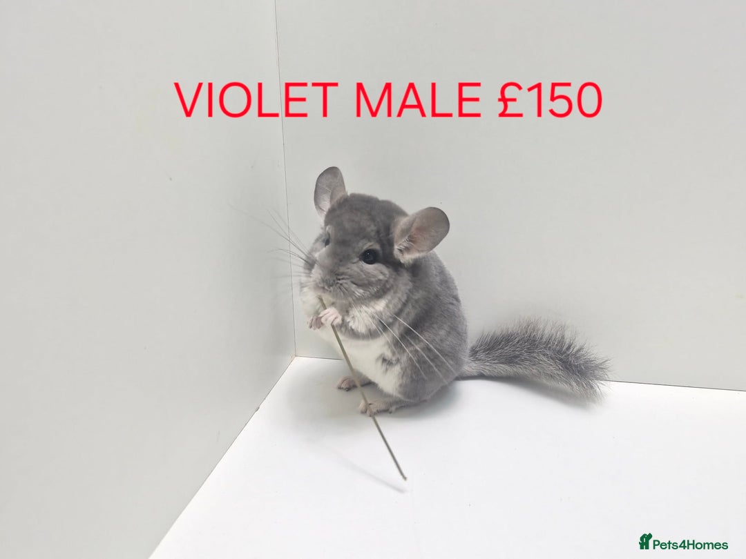 Chinchilla rodents for sale: STUNNING BABIES CHINCHILLA MIX COLOURS AND GENDER  - Advert 6