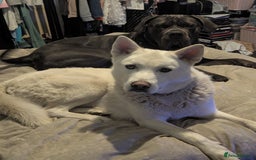 Shepsky dogs for sale: All white Husky cross German Shepherd  - Image 2