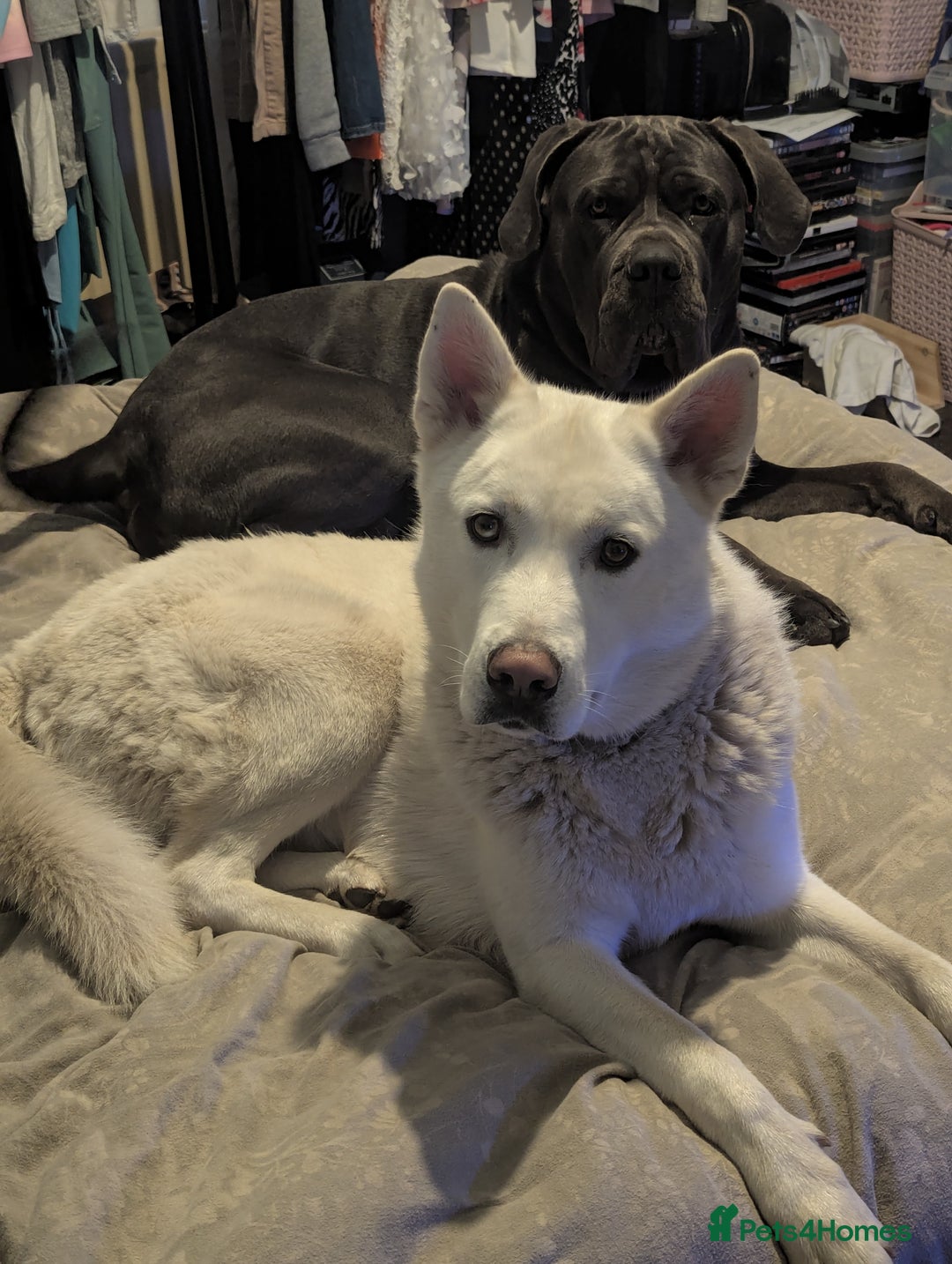 Shepsky dogs for sale: All white Husky cross German Shepherd  - Image 2