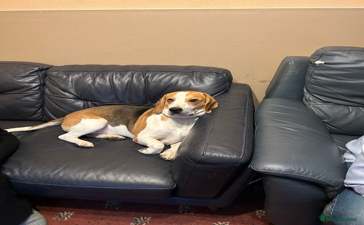 Beagle dogs - Advert 5