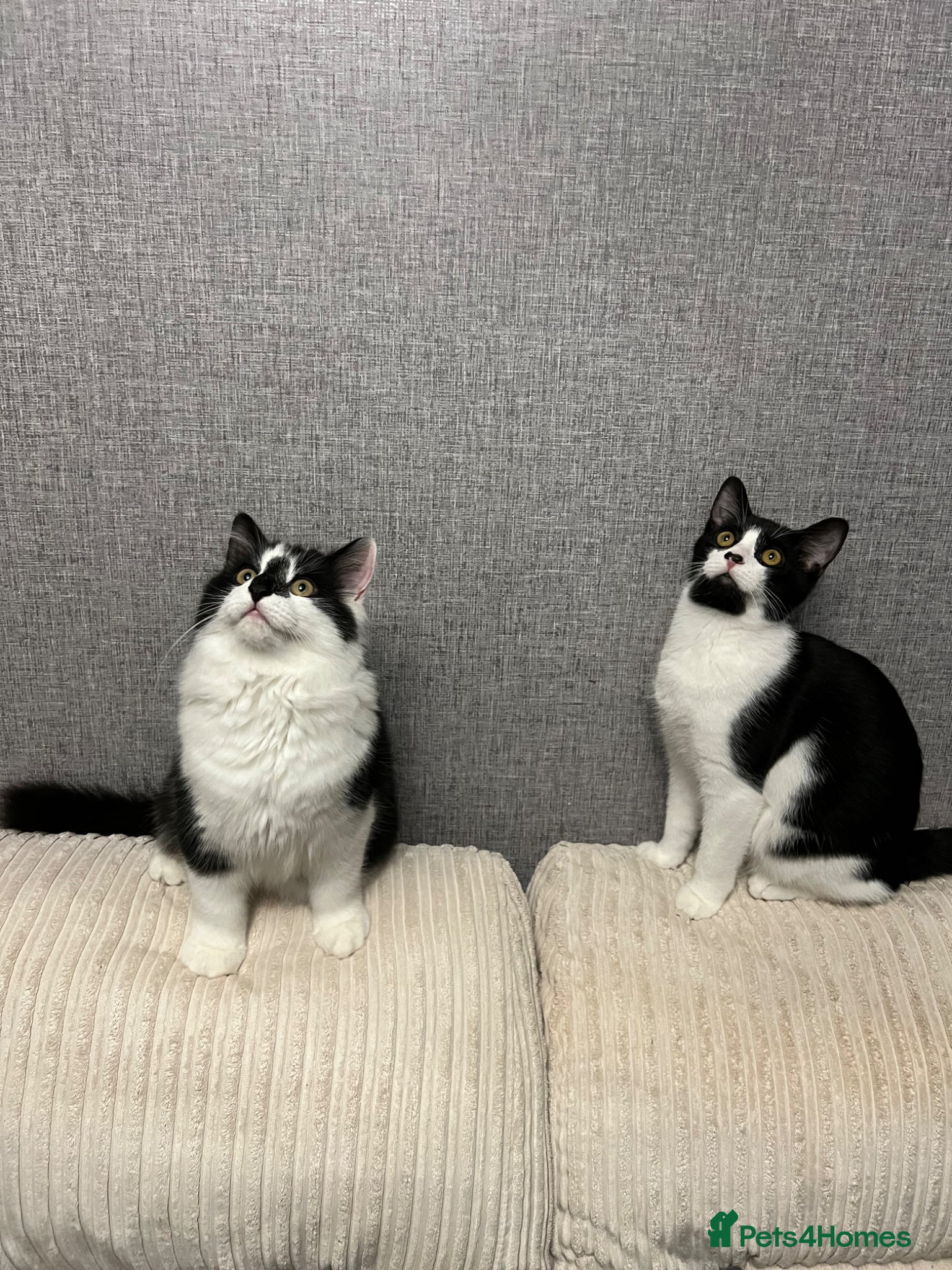 Mixed Breed cats Bertie and Bob - Advert 1