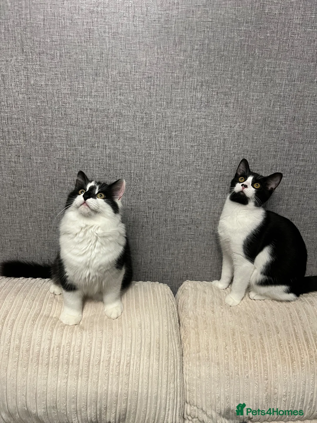 Mixed Breed cats for sale: Bertie and Bob in Ledbury - Advert 1