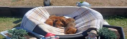 Dachshund dogs for sale: OUTSTANDING KC reg, smooth,standard dachshund  - Advert 8