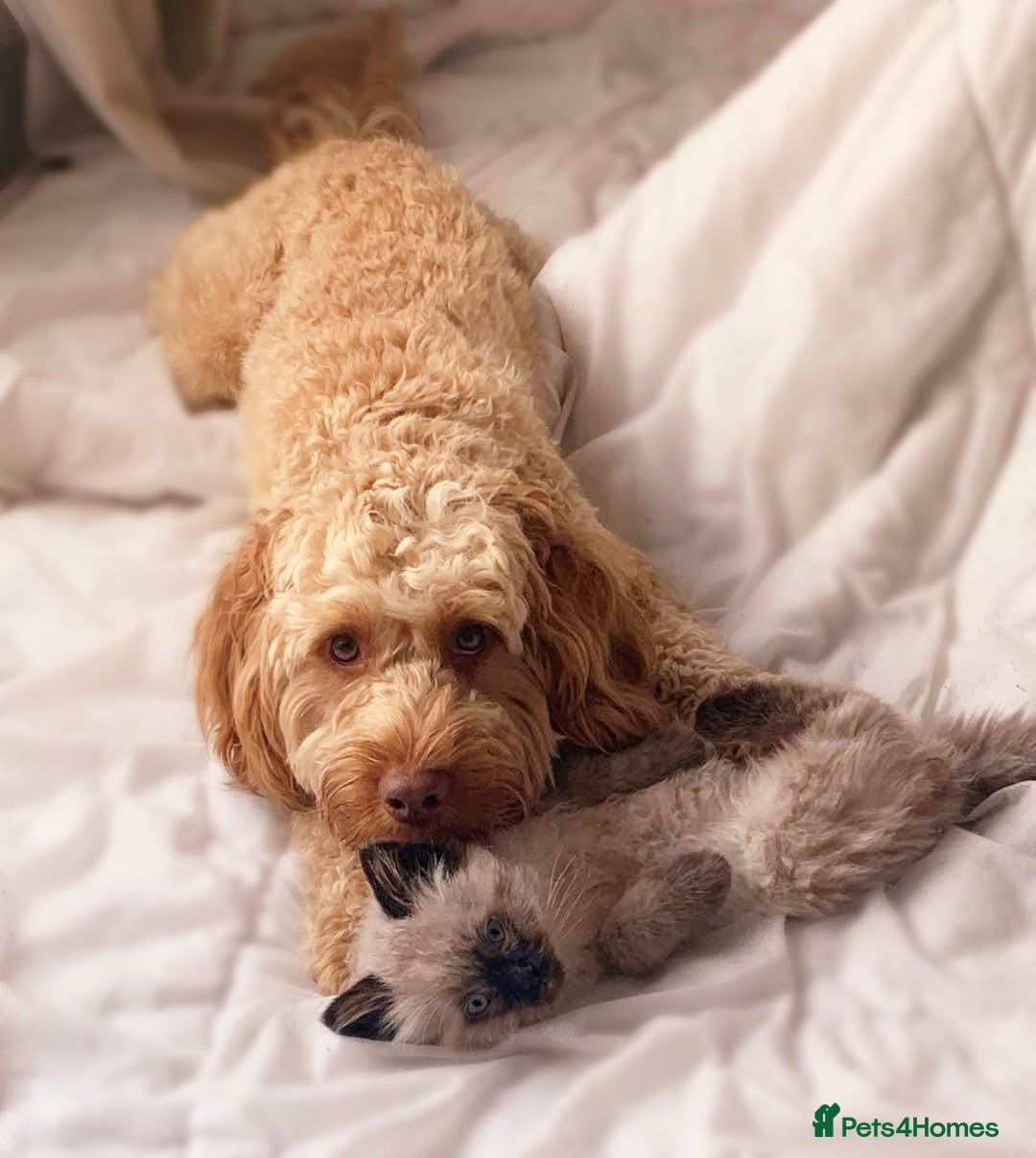 Cockapoo dogs for stud: Rufus - Advert 6