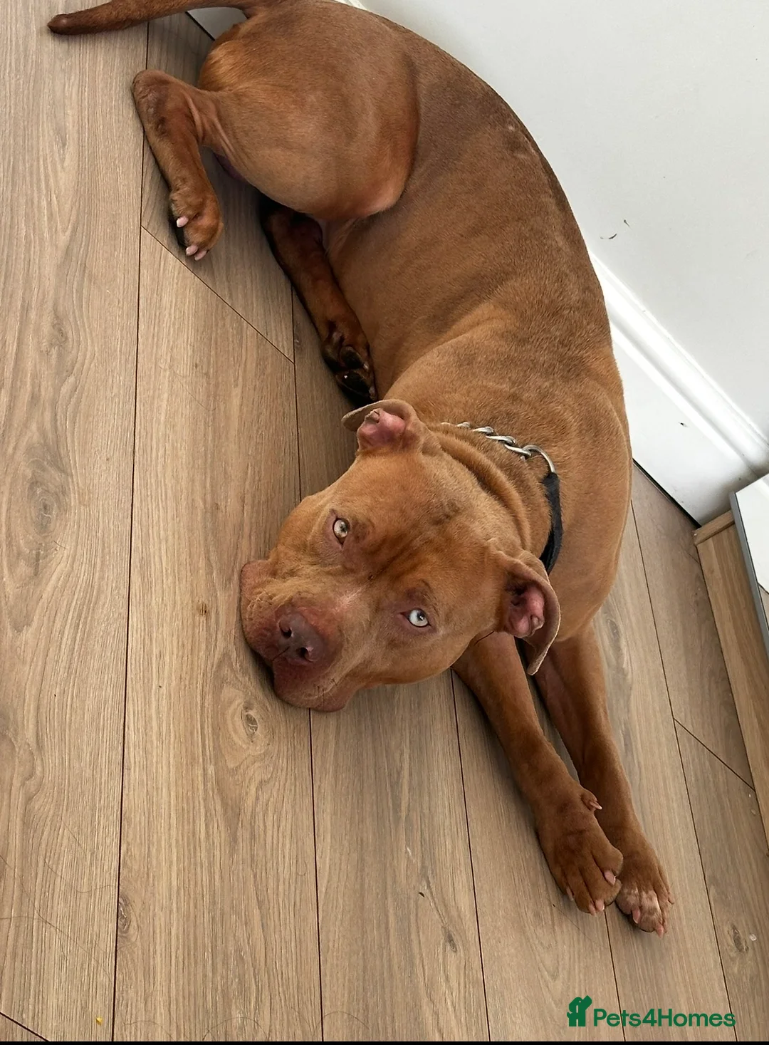 Mixed Breed dogs for sale: Staffy cross in Croydon - Advert 2