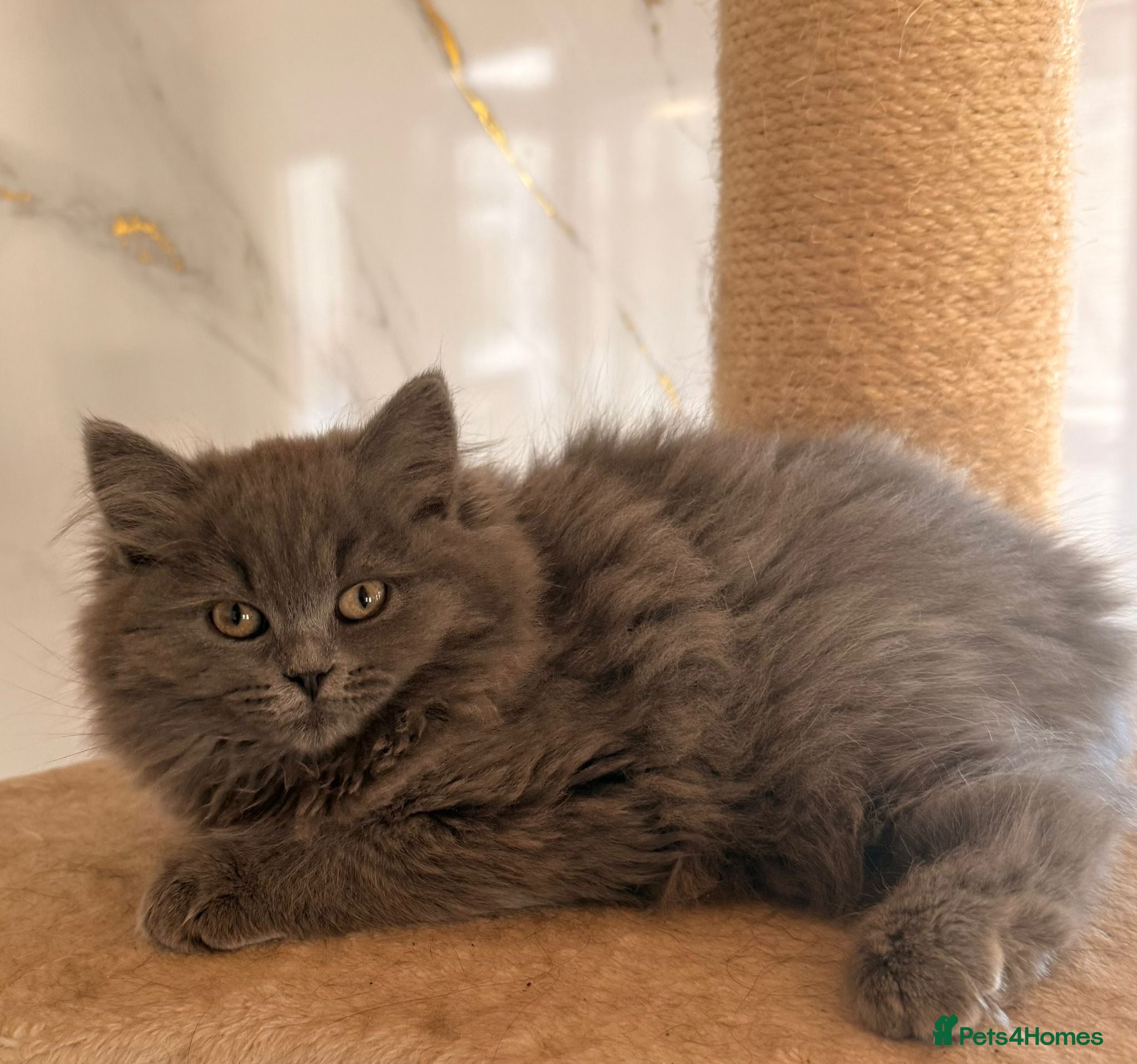 British Longhair cats Top quality BLH kittens new lines! - Advert 2