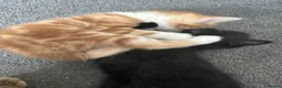 Mixed Breed cats for sale: 1 boy and 2 girl kittens for sale  in Farnborough - Advert 5