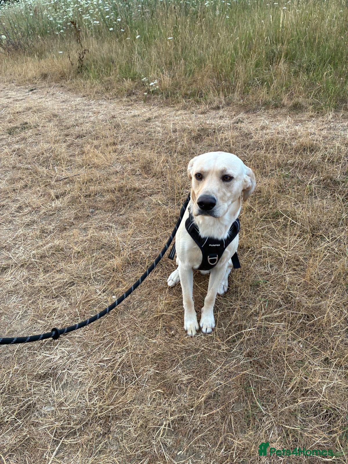 Labrador Retriever dogs Lover boy Lenny - Advert 1