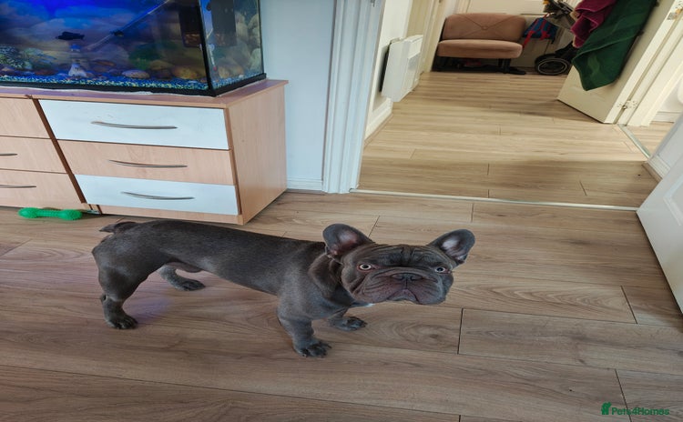 French Bulldog dogs - Advert 3