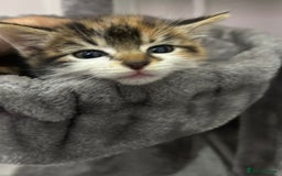 British Longhair cats for sale: Beautiful Fluffy Long-Haired British Tabby Kittens - Image 4