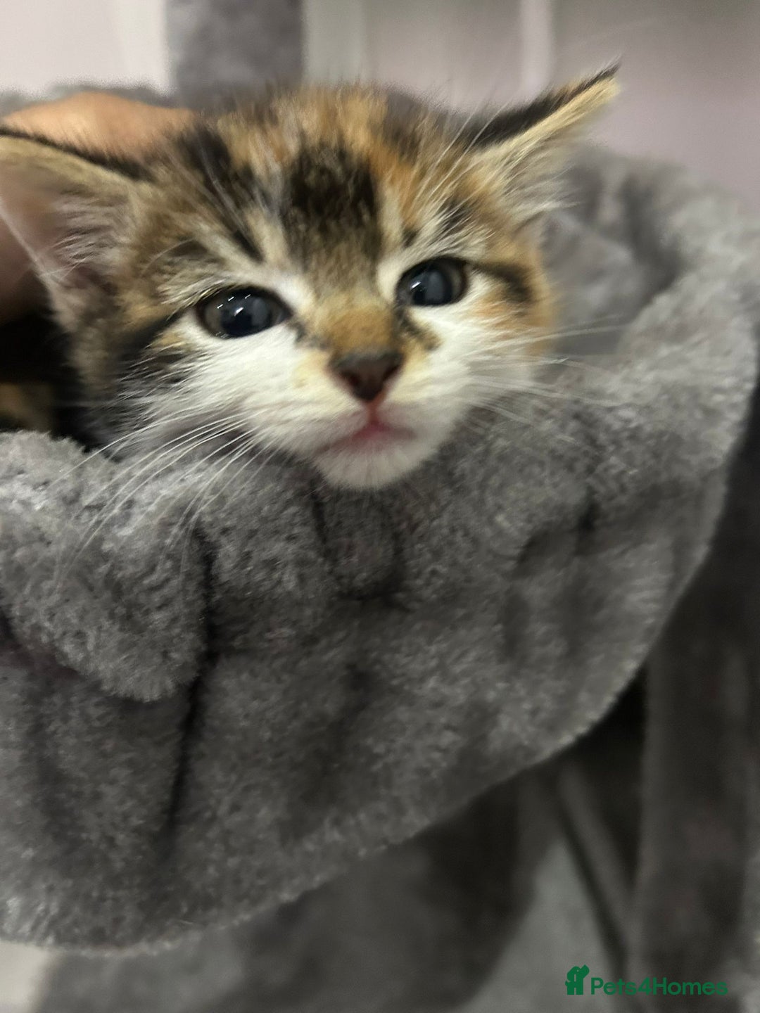 British Longhair cats for sale: Beautiful Fluffy Long-Haired British Tabby Kittens - Image 4