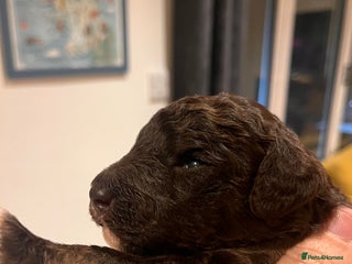 Australian Labradoodle dogs - Advert 23