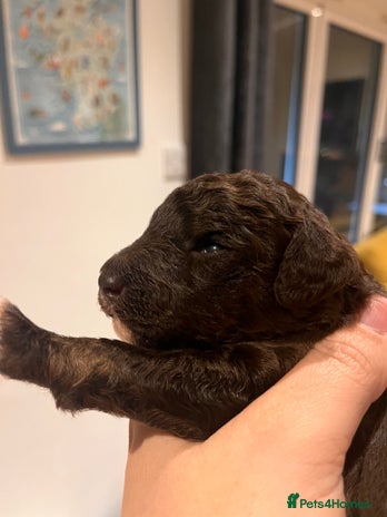 Australian Labradoodle dogs - Advert 1